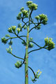 agave virágzás