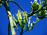 agave virágzás